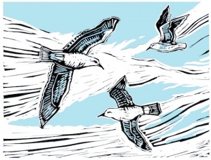 seagulls flying